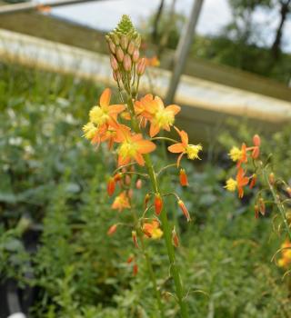 Bulbine (Pflanze)